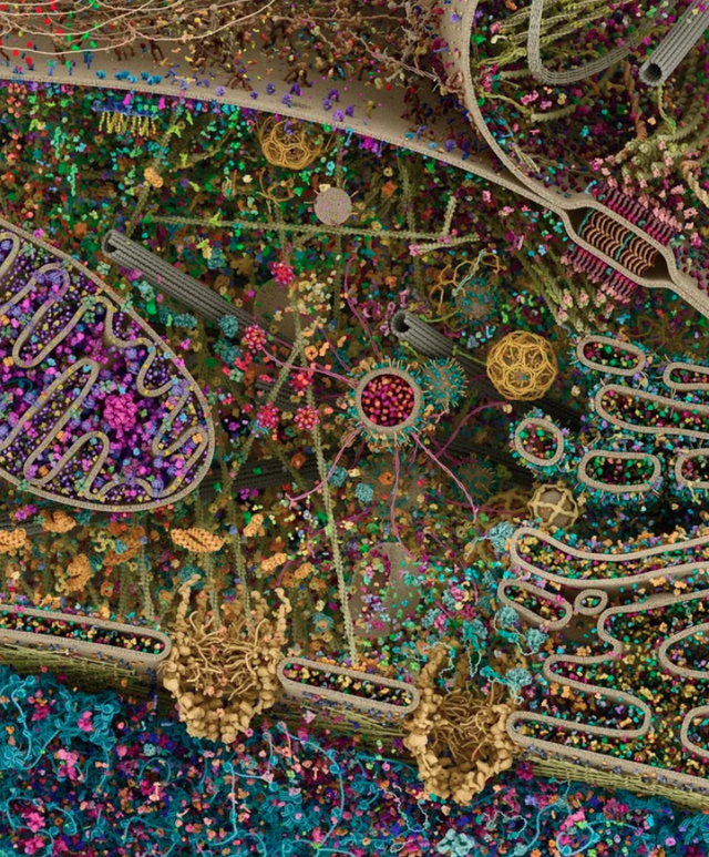Human Cell
